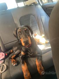 Cucciola di dobermann