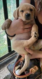 Labrador retriever