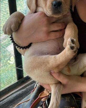 Labrador retriever
