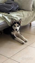 Cucciola Husky 4 mesi
