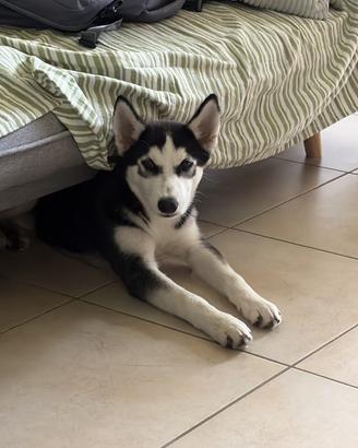 Cucciola Husky 4 mesi