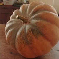 Semi di Zucca Mantovana bio