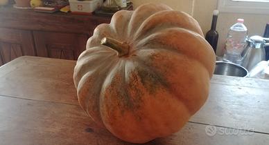 Semi di Zucca Mantovana bio