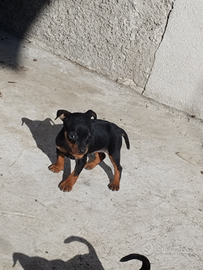 Pinscher Nano