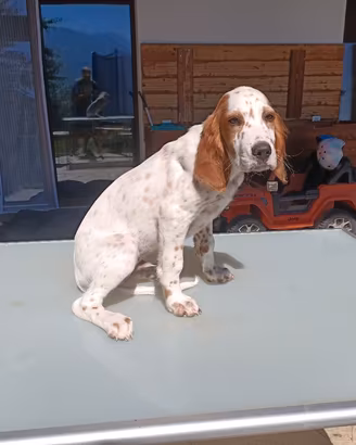 cuccioli di setter