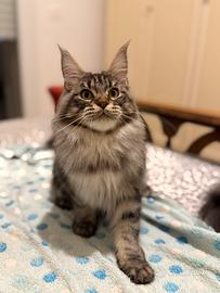 Maine Coon