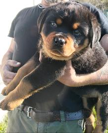 Rottweiler maschietto con Pedigree