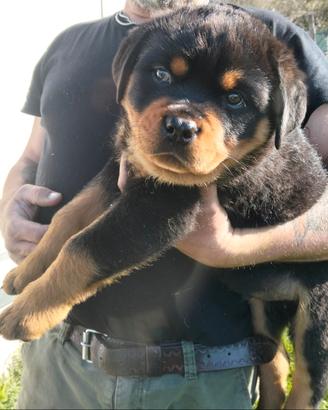 Rottweiler maschietto con Pedigree
