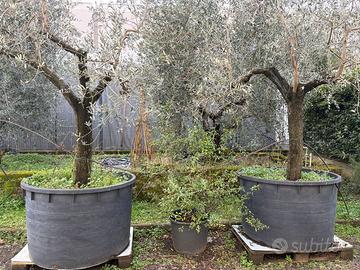 Ulivi in vaso