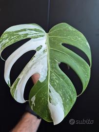 Monstera Deliciosa Variegata 