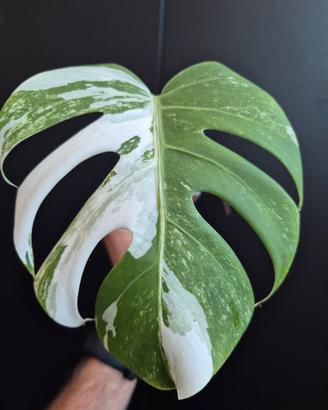 Monstera Deliciosa Variegata 