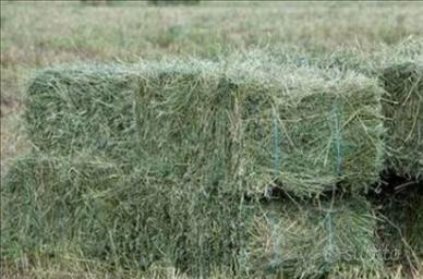 Erba medica fieno ballette