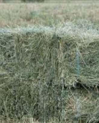 Erba medica fieno ballette