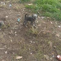 Cucciola barboncina/chihuahua toy