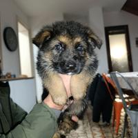 Cuccioli Pastore Tedesco