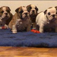 Cuccioli bulldog inglese