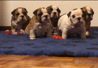 Cuccioli bulldog inglese