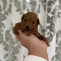 Barboncino mini Toy red Brown