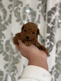 Barboncino mini Toy red Brown