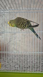 Canarino cocorito