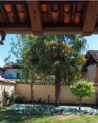 Albero palma da giardino