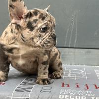 Bulldog Francese Exotic Merle