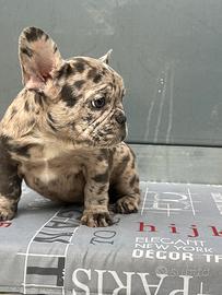 Bulldog Francese Exotic Merle