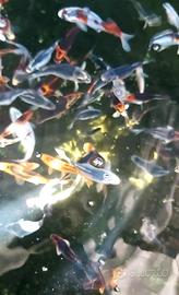 Carpe koi giapponesi