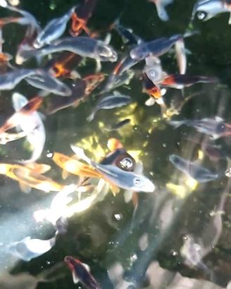 Carpe koi giapponesi