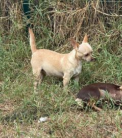 Chihuahua femmin NON ADATTA ALLA RIPRODUZIONE