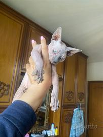 Gattina Sphynx