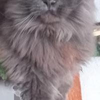 Maine coon adulto