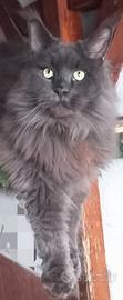 Maine coon adulto