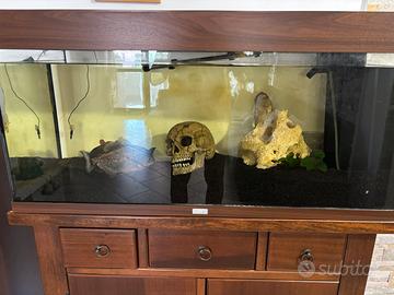 Piranha e acquario