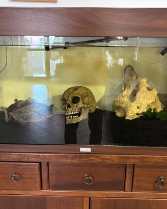 Piranha e acquario