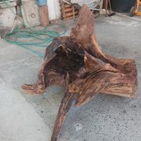 radice di olmo vintage da giardino 