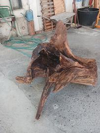 radice di olmo vintage da giardino 