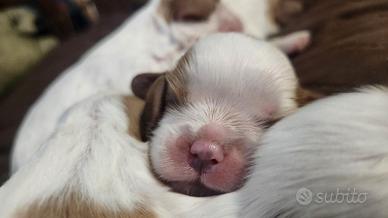 Cuccioli Cavalier king con pedigree