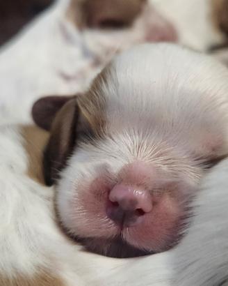 Cuccioli Cavalier king con pedigree