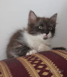 Gattini da Adottare