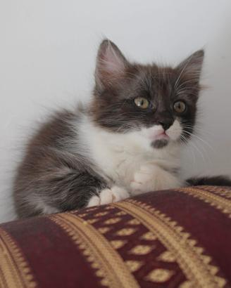 Gattini da Adottare
