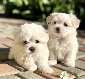 Maltese