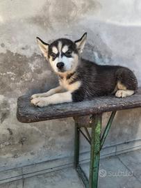 Siberian husky