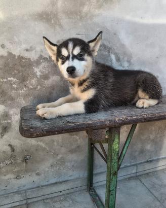 Siberian husky