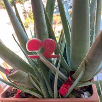 Cadeoux pasquale ALOE VERA vaso 45cm ecc.