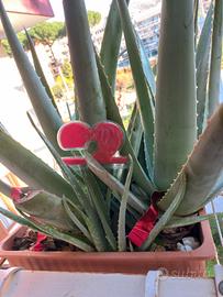 Cadeoux pasquale ALOE VERA vaso 45cm ecc.