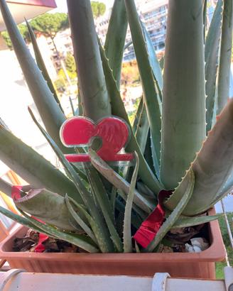 Cadeoux pasquale ALOE VERA vaso 45cm ecc.