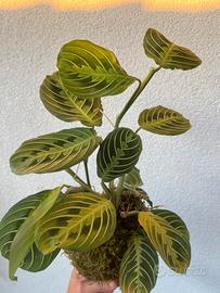 Kokedama maranta lemon lime