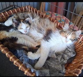 Gatta gattina femmina Calico tricolore