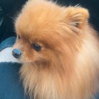 Volpino Spitz nano Pomerania ADULTO maschio